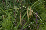 Nodding sedge